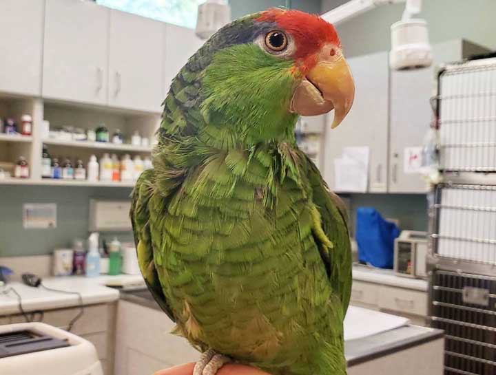 Mission Viejo Avian Vet Exams